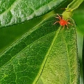 棉紅蜘蛛2.jpg