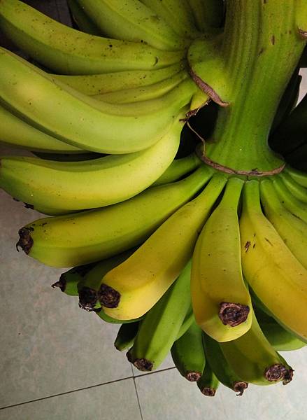 香蕉1.jpg