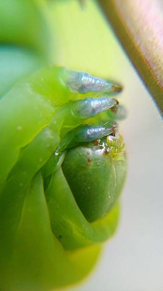 粉綠白腰天蛾幼蟲.jpg 粉綠白腰天蛾幼蟲.jpg