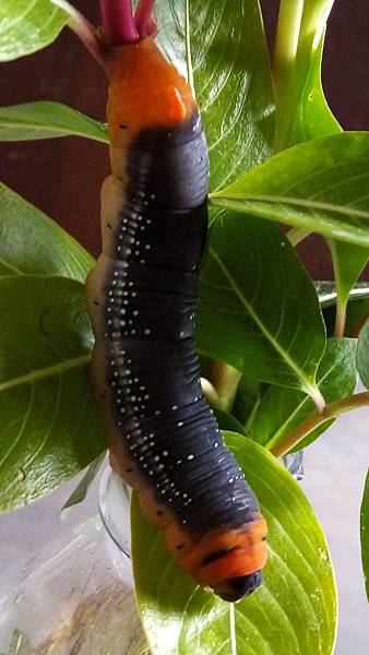 終齡粉綠白腰天蛾幼蟲.jpg 終齡粉綠白腰天蛾幼蟲.jpg