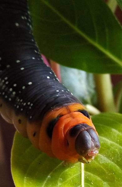 終齡粉綠白腰天蛾幼蟲1.jpg 終齡粉綠白腰天蛾幼蟲1.jpg