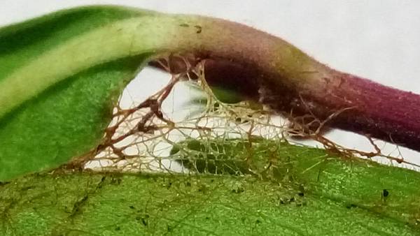 粉綠白腰天蛾吐絲.jpg 粉綠白腰天蛾吐絲.jpg