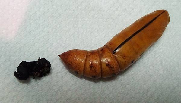 粉綠白腰天蛾蛹.jpg