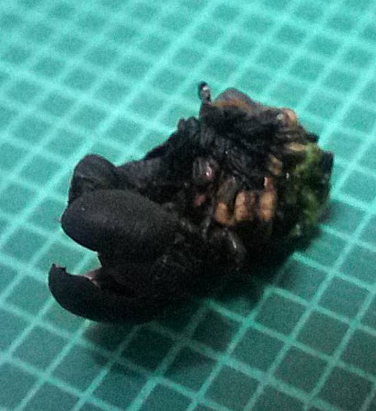 粉綠白腰天蛾蟲蛻.jpg 粉綠白腰天蛾蟲蛻.jpg