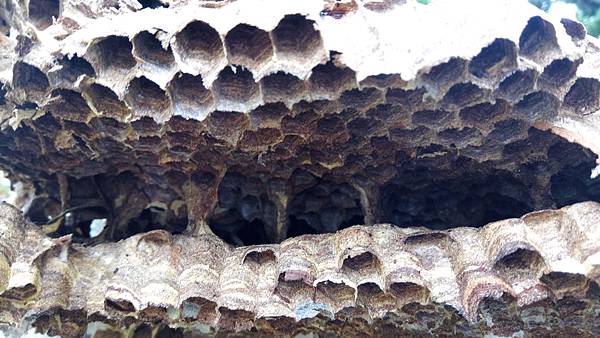 蜂巢層柱子1.jpg