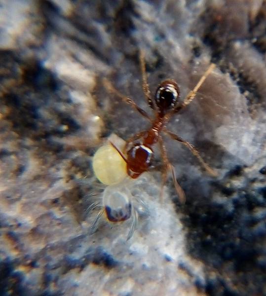 螞蟻食若蛛.jpg