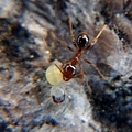 螞蟻食若蛛.jpg