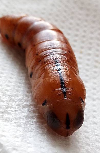 粉綠白腰天蛾蛹.jpg 粉綠白腰天蛾蛹.jpg