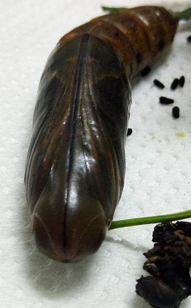 粉綠白腰天蛾蛹.jpg 粉綠白腰天蛾蛹.jpg