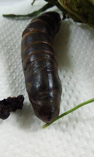 粉綠白腰天蛾蛹.jpg 粉綠白腰天蛾蛹.jpg