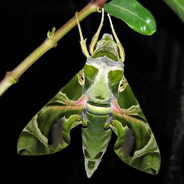 粉綠白腰天蛾.jpg 粉綠白腰天蛾.jpg