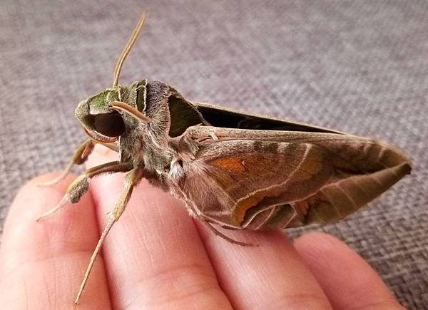 粉綠白腰天蛾3.jpg 粉綠白腰天蛾3.jpg