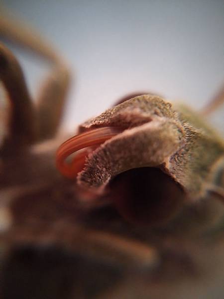 粉綠白腰天蛾口器.jpg 粉綠白腰天蛾口器.jpg