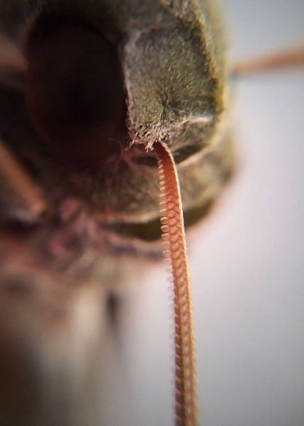 粉綠白腰天蛾觸鬚.jpg 粉綠白腰天蛾觸鬚.jpg