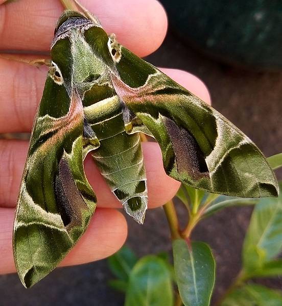 粉綠白腰天蛾1.jpg 粉綠白腰天蛾1.jpg