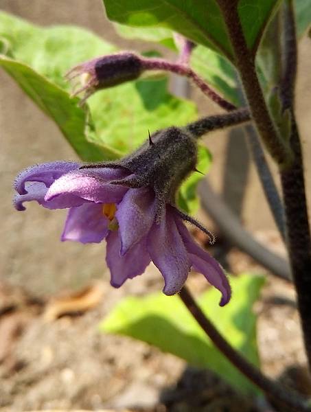 茄科 茄子花 Jpg 失落的一角 痞客邦 茄科 茄子花 Jpg 失落的一角 痞客邦