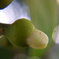 橄欖花1.jpg