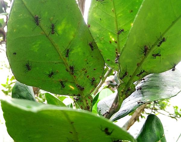 黑棘蟻與介殼蟲.jpg
