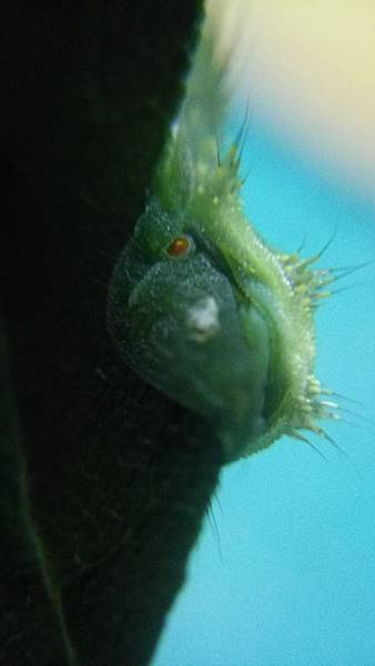 黑點扁刺蛾幼蟲啃葉1.jpg