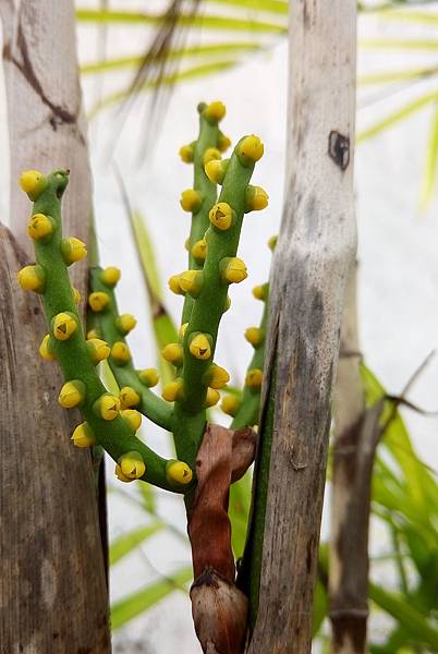 竹莖椰子花.jpg