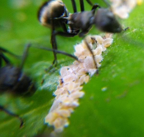 黑棘蟻與介殼蟲.jpg