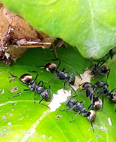 黑棘蟻與介殼蟲1.jpg