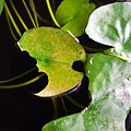 斑腿泛樹蛙食水蓮葉.jpg
