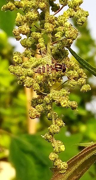 食蚜蠅與紅藜.jpg