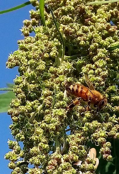 紅藜與蜜蜂.jpg
