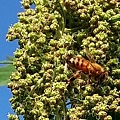 紅藜與蜜蜂.jpg