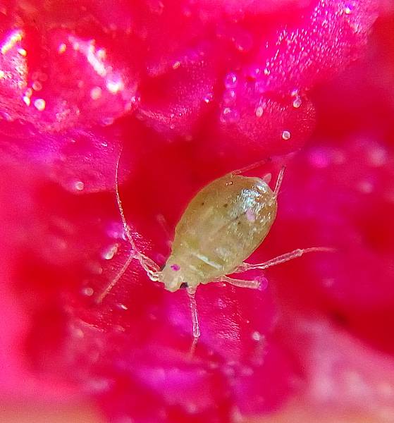紅藜蚜蟲.jpg