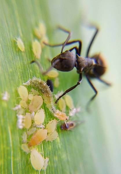 食蚜蠅幼蟲與蚜.jpg