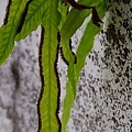 箭葉鳳尾蕨孢子.jpg