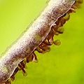 箭葉鳳尾蕨孢子1.jpg