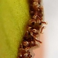 箭葉鳳尾蕨孢子2.jpg