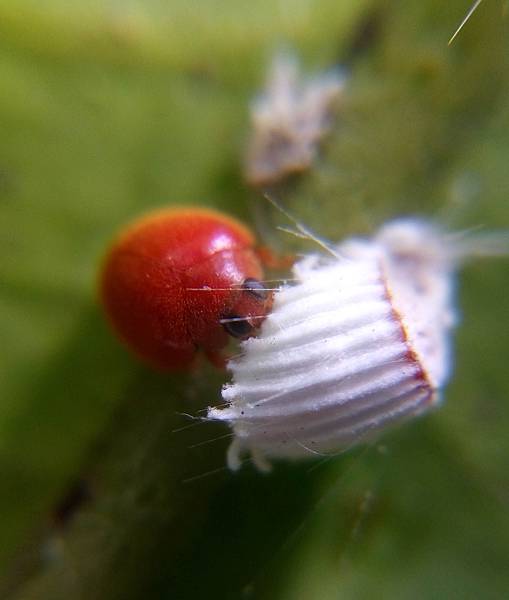 小紅瓢蟲食吹綿介殼蟲.jpg