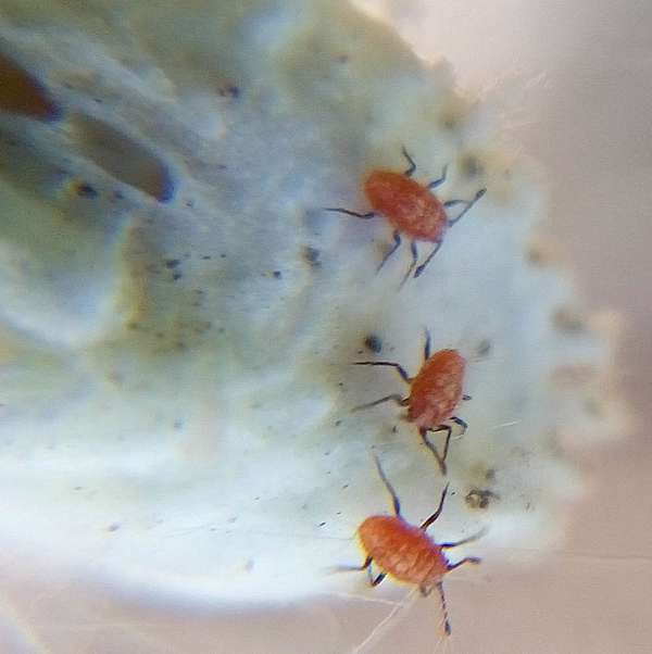 吹棉介殼蟲 三三隨記 痞客邦