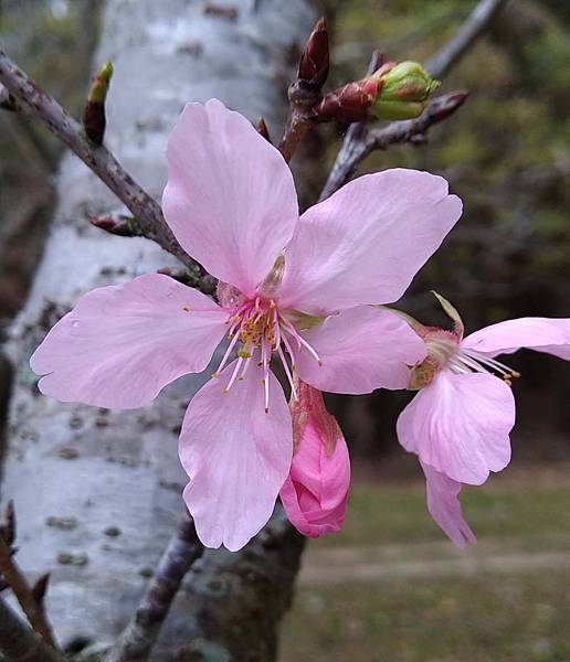 山櫻花1.jpg