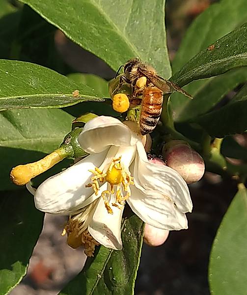 蜜蜂採蜜1.jpg