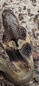 眼鏡蛇1.jpg