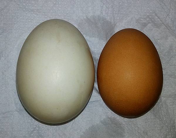 鴨蛋與雞蛋.jpg