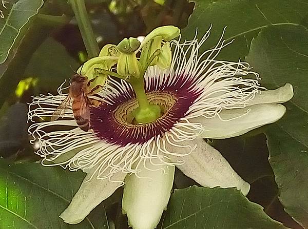 百香果花蜜蜂授粉.jpg