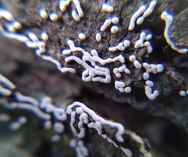 蛇形絨泡黏菌2.jpg