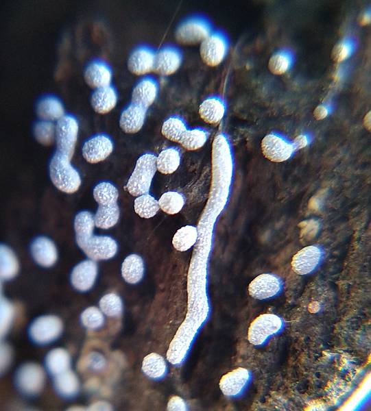 蛇形絨泡黏菌1.jpg