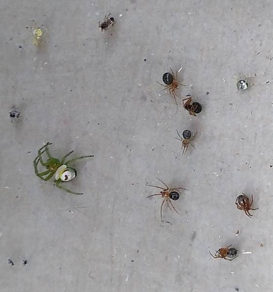 日本藍泥蜂卵與小蜘蛛.jpg
