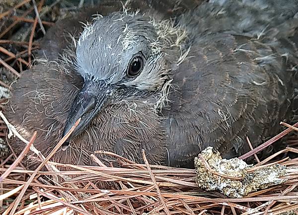 斑鳩幼鶵1.jpg