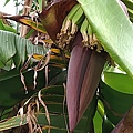 香蕉花.jpg