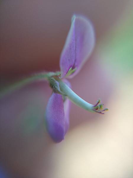 紫花山螞蝗花.jpg