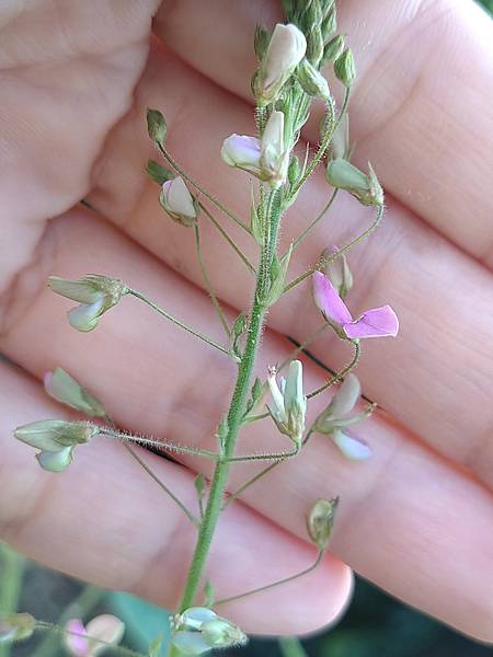 紫花山螞蝗花2.jpg