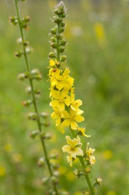 agrimony-fotolia43455848subscriptionmonthlym_l.jpg